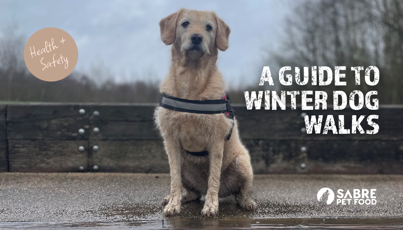 A Guide to Winter Dog Walks