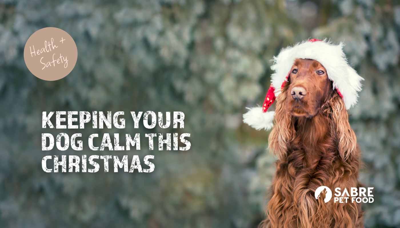 How To Keep Your Dogs Calm This Christmas Time