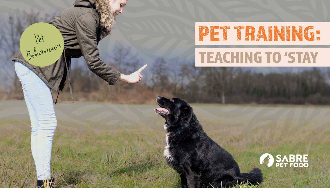 Pet Training: Teaching to 'Stay'
