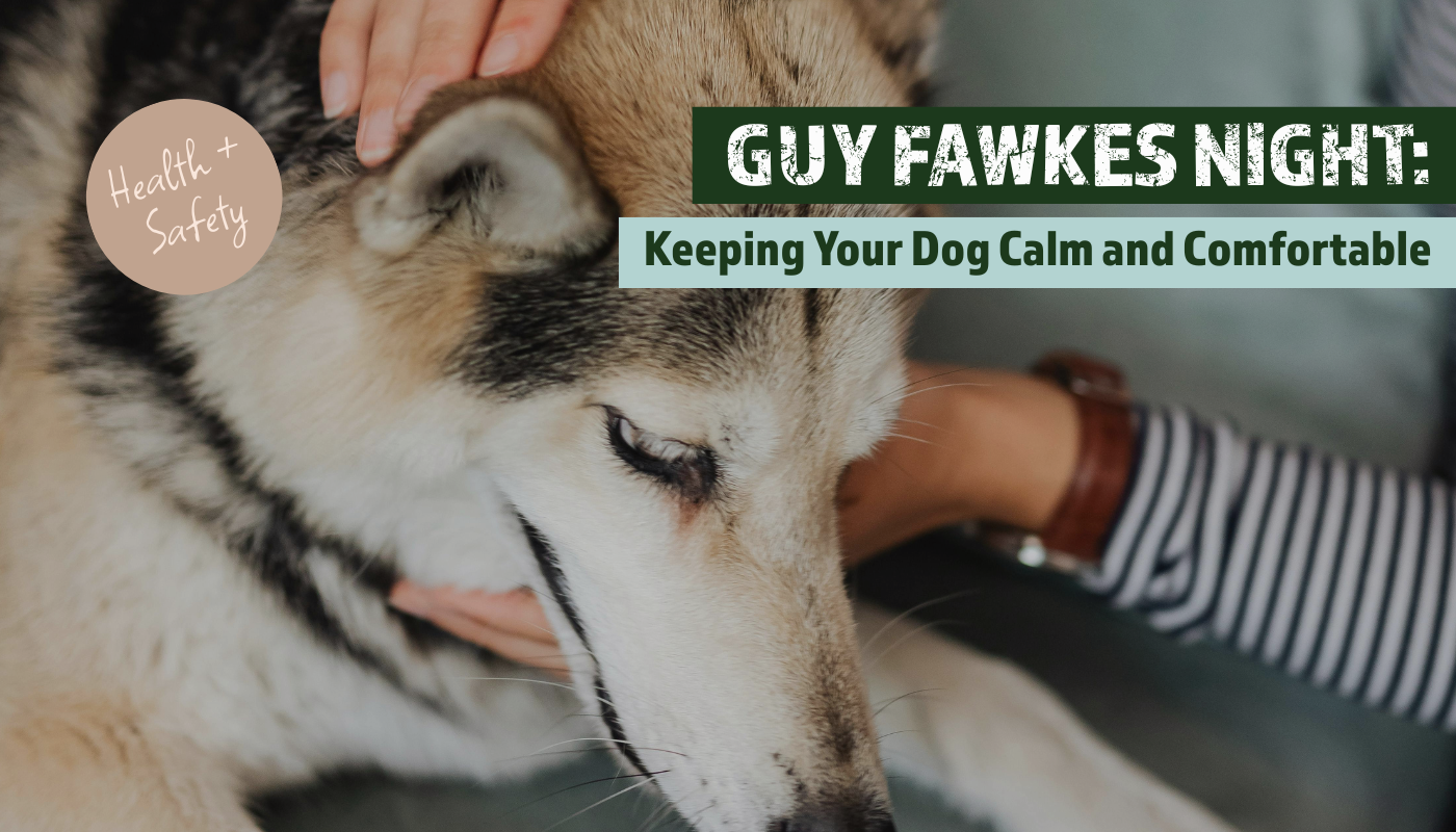Helping Your Dog Feel Calm and Safe This Bonfire Night