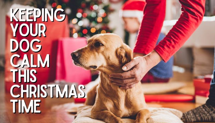 What to get your dog sales for christmas