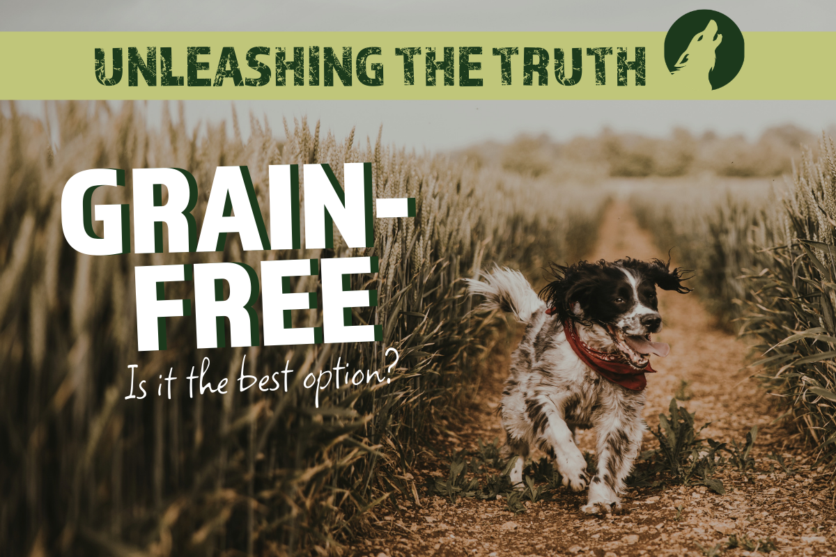 Grain-Free: Is it the best option?