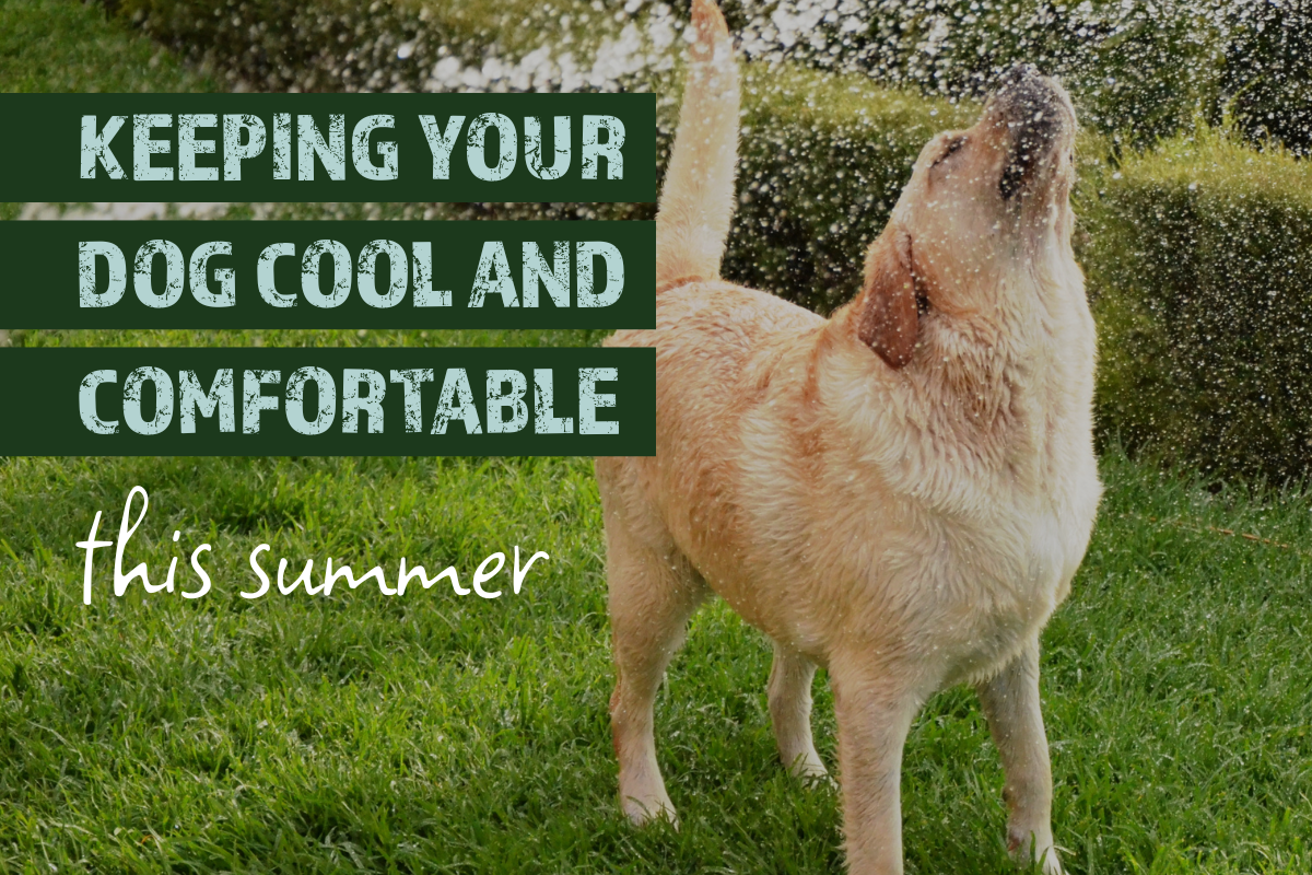 Keeping Your Dog Cool and Comfortable This Summer