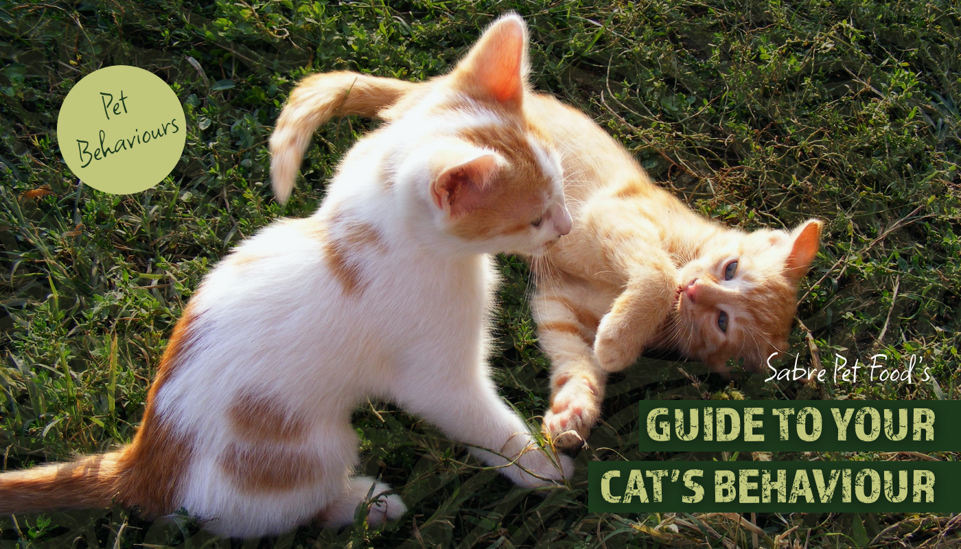 Sabre's Guide To Your Cats Behaviour