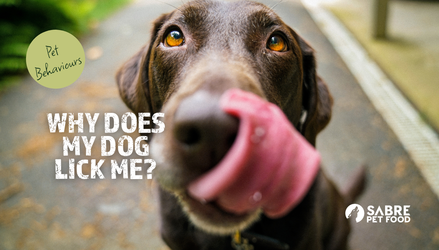 Why Does My Dog Lick Me?