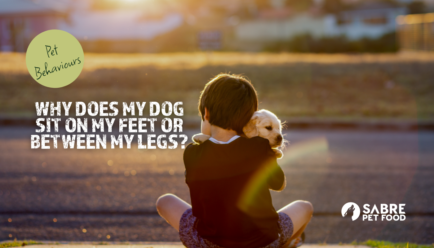Why Does My Dog Sit On My Feet Or Between My Legs