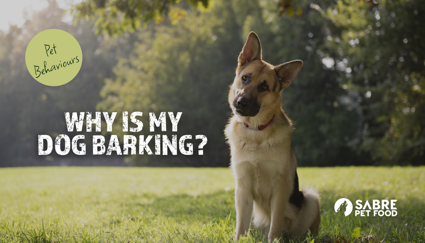 Pet Behaviour – Why Is My Dog Barking?