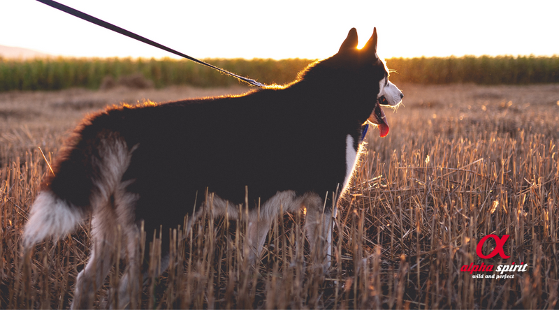 Alpha spirit complete dog food hot sale