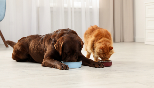 Learn about our Sabre Pet Food bestsellers!