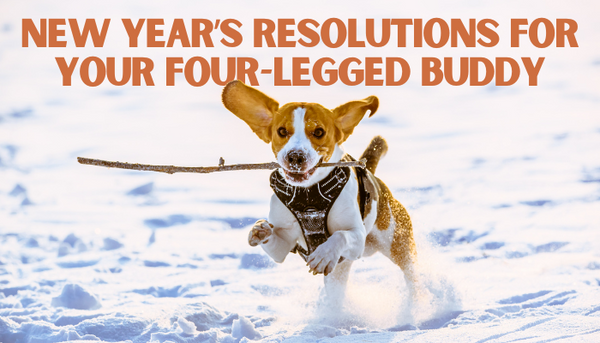 New Year’s Resolutions for Your Four-Legged Buddy