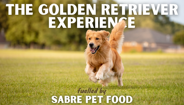 The Golden Retriever Experience: How they’re getting on