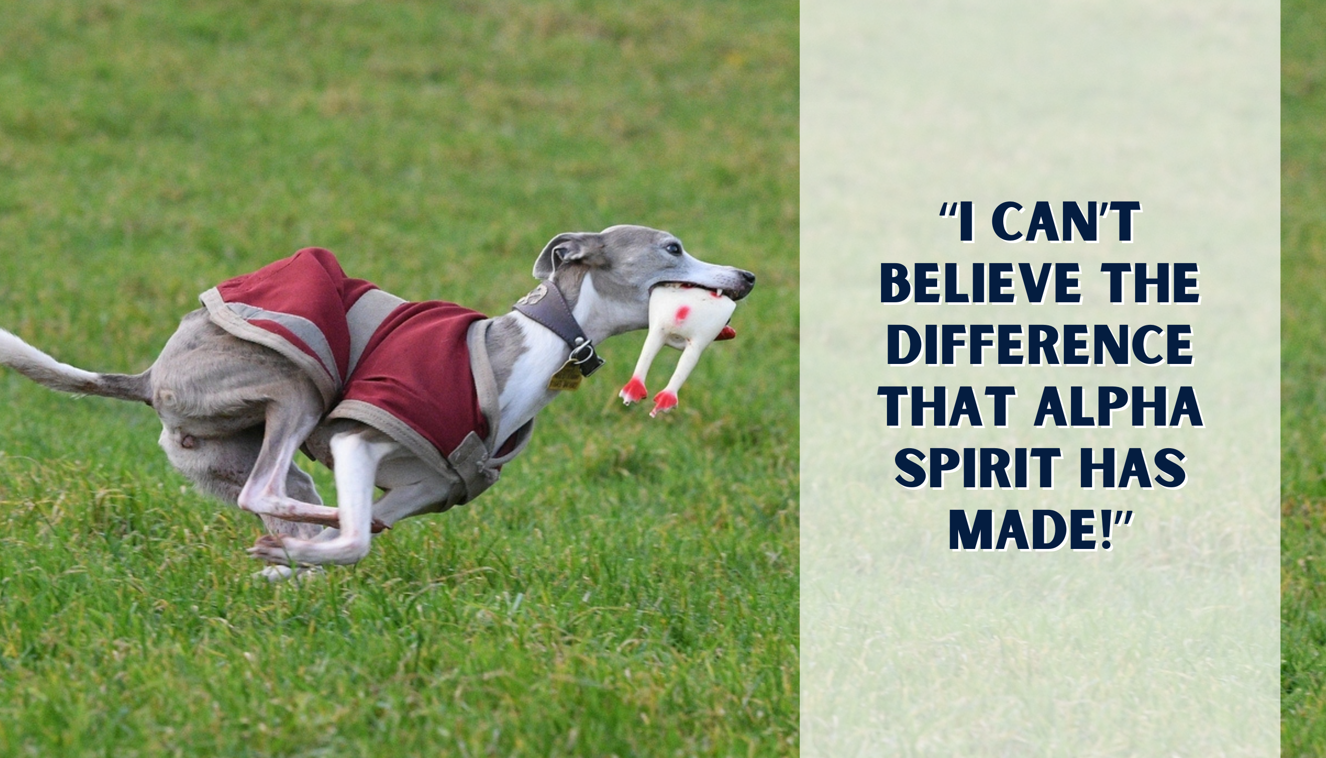 I can’t believe the difference that Alpha Spirit has made!