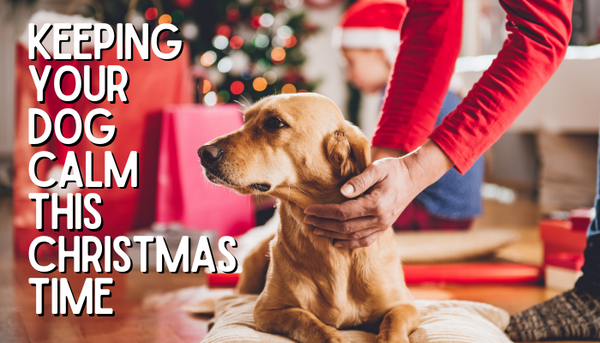 How To Keep Your Dogs Calm This Christmas Time