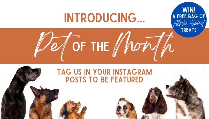 Introducing... Pet of the Month!