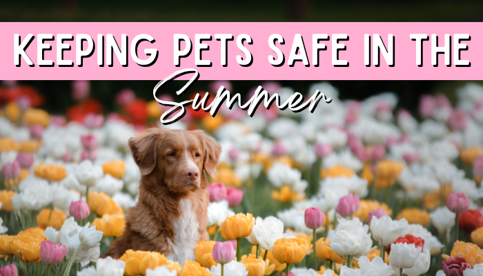 Keeping Your Furry Friend Safe During Summer