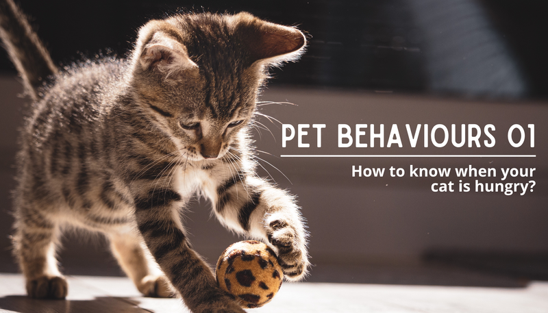 Sabre's Guide To Your Cats Behaviour