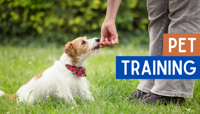 Pet Training: Teaching to 'Stay'