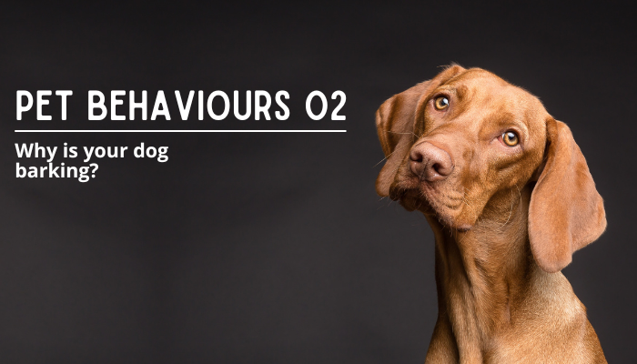Pet Behaviour – Why Is Your Dog Barking?